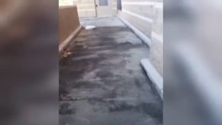 The gym was packed with sweating bodies, grunting and panting as they pushed themselves to the limit