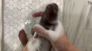 My hot little stepdaughter lay in bed listening to the erotic sounds of her mother and my cock fucking each other