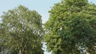 I was caught by my boss doing video conference